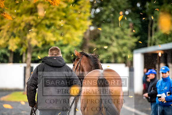 Goffs Orby 2017-569