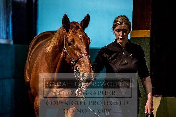 Goffs Orby 2017-229