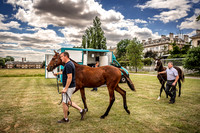 Goffs London Sale 2022-7