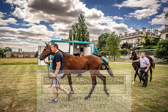Goffs London Sale 2022-7