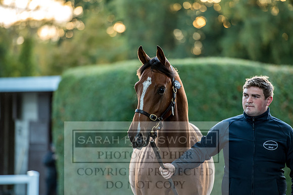 Goffs Orby 2017-473