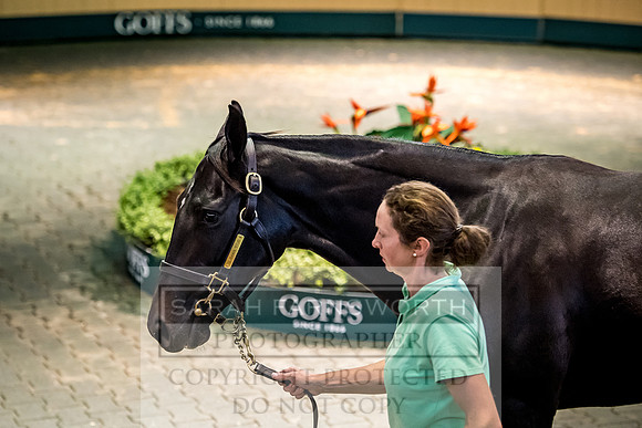 Goffs Orby 2017-225