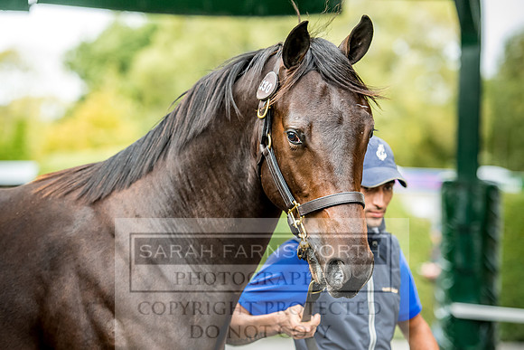 Goffs Orby 2017-670
