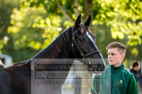 Goffs Orby 2017-345