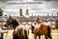 Goffs London Sale 2022-17