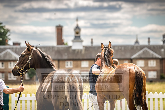 Goffs London Sale 2022-17
