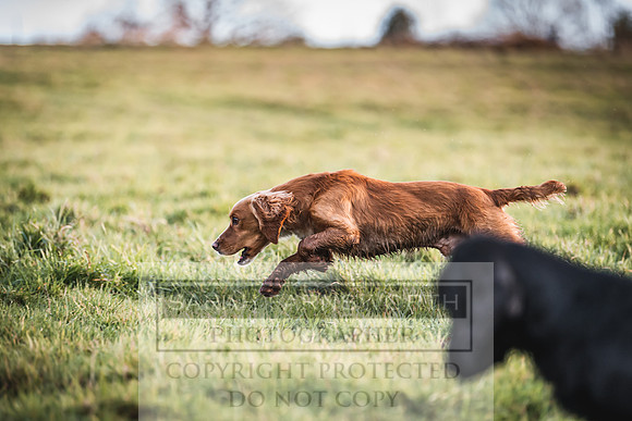 Avonmeadow Stud Dogs-154