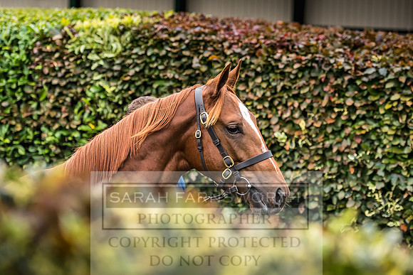 Goffs Orby 2017-645