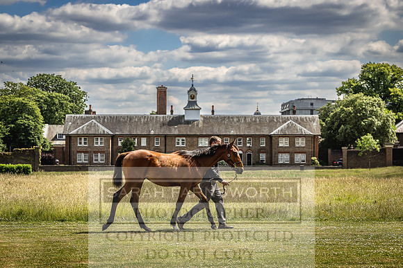 Goffs London Sale 2022-70