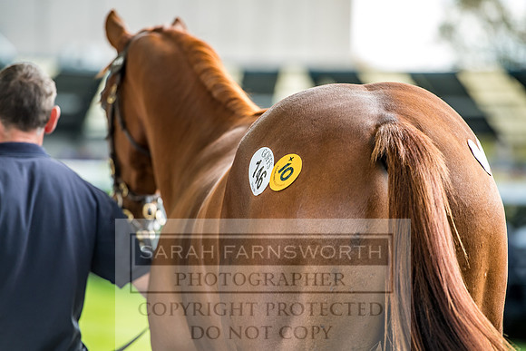 Goffs Orby 2017-297