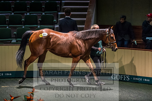 Goffs Orby 2017-615