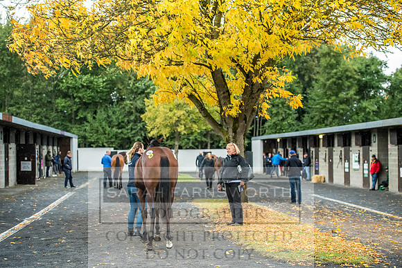 Goffs Orby 2017-565