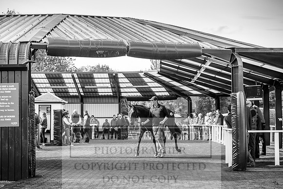 Goffs Orby 2017-194