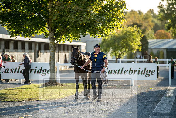 Goffs Orby 2017-412
