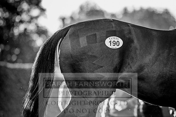 Goffs Orby 2017-373