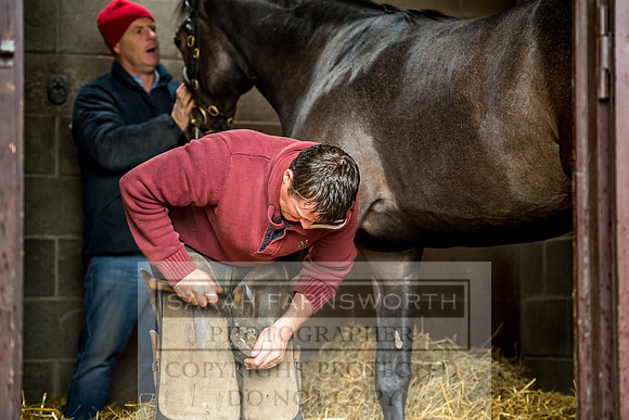 Goffs Orby 2017-608