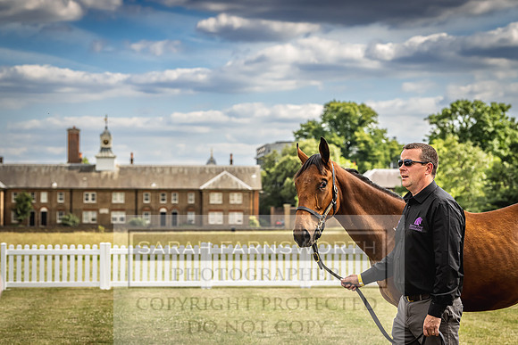 Goffs London Sale 2022-256