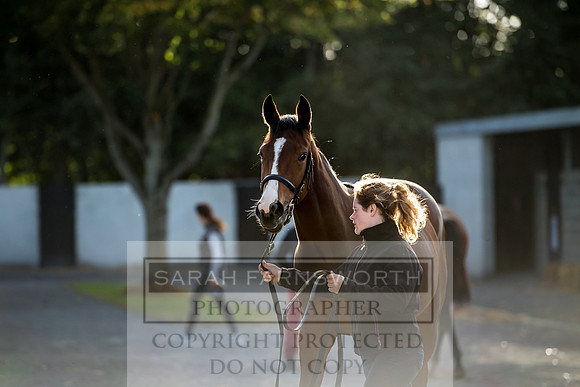 Goffs Orby 2017-328