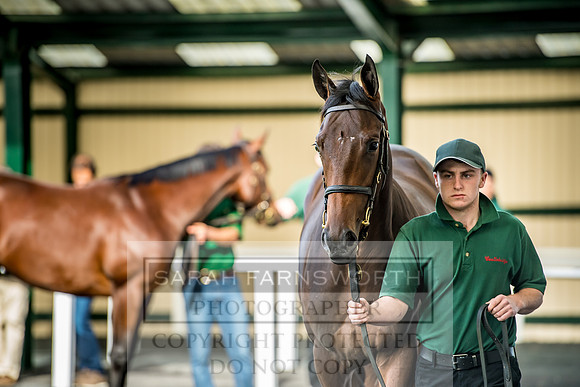 Goffs Orby 2017-131