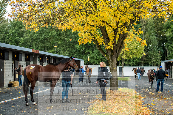 Goffs Orby 2017-567