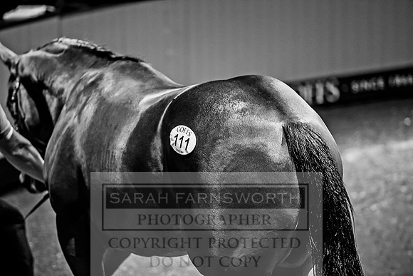 Goffs Orby 2017-221