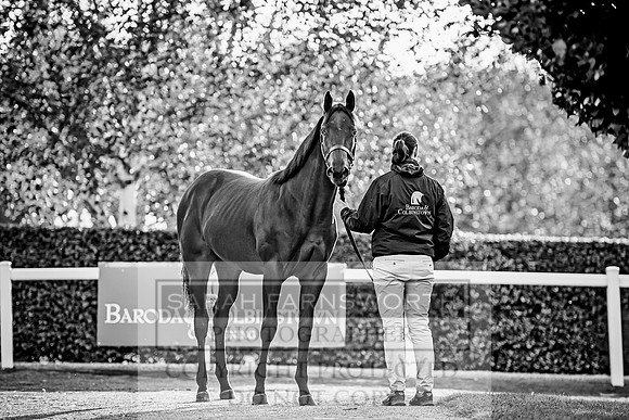 Goffs Orby 2017-450