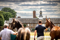 Goffs London Sale 2022-16