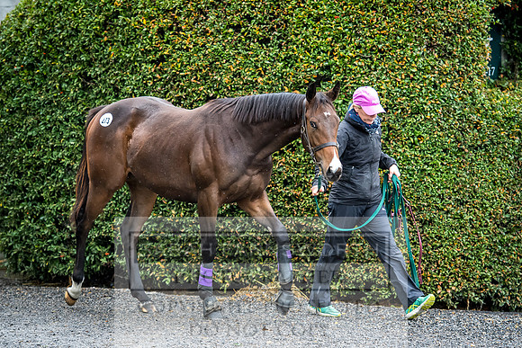 Goffs Orby 2017-709
