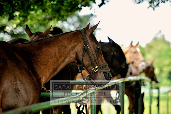 Cirencester Polo CF2 273