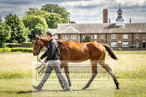 Goffs London Sale 2022-74