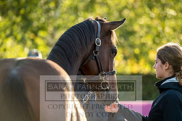 Goffs Orby 2017-456