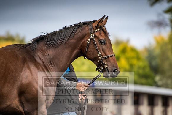 Goffs Orby 2017-638