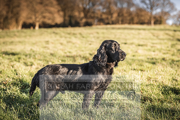 Avonmeadow Stud Dogs-100