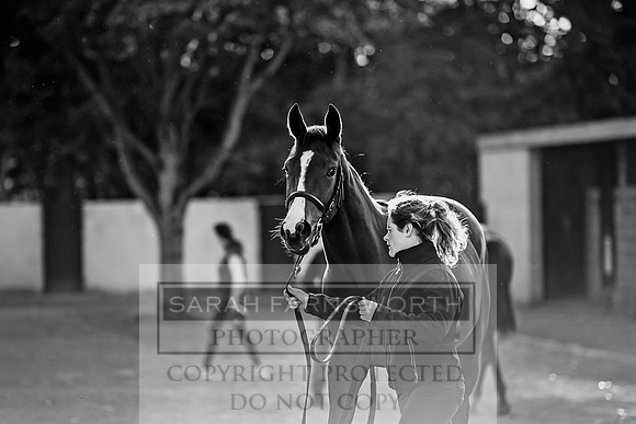 Goffs Orby 2017-327