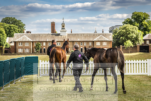 Goffs London Sale 2022-264