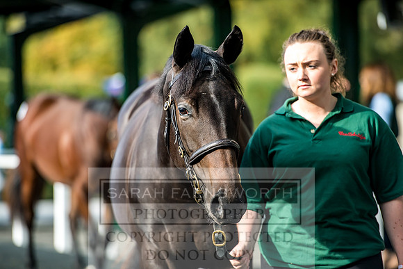 Goffs Orby 2017-136