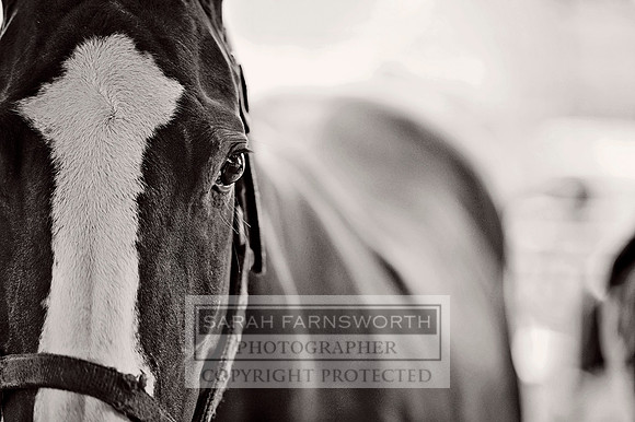 Cirencester Polo CF2 270 bw