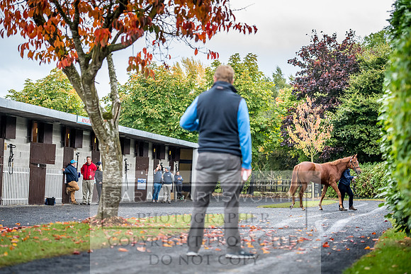 Goffs Orby 2017-545