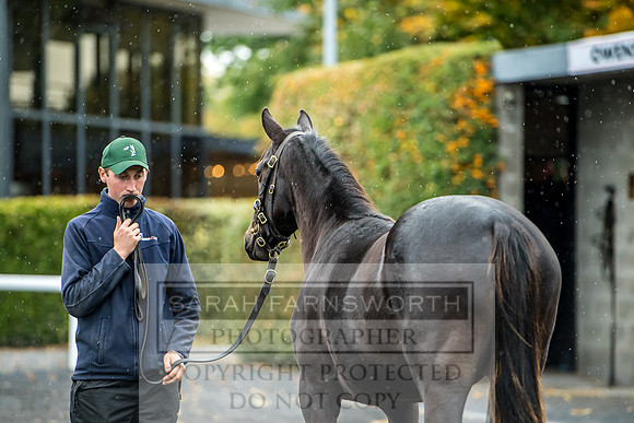 Goffs Orby 2017-591