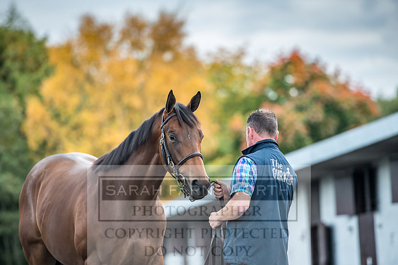 Goffs Orby 2017-64