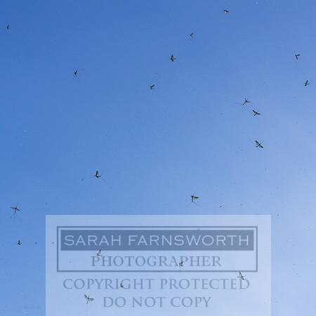 Mayfly Hatch and Brown Trout 2020-23