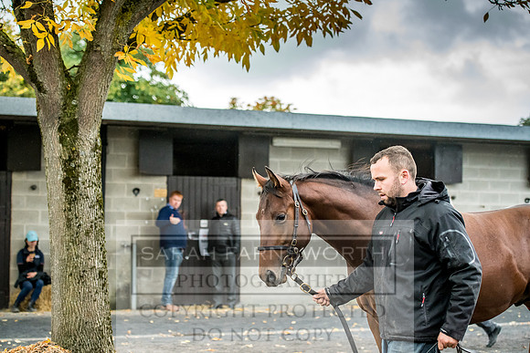 Goffs Orby 2017-574
