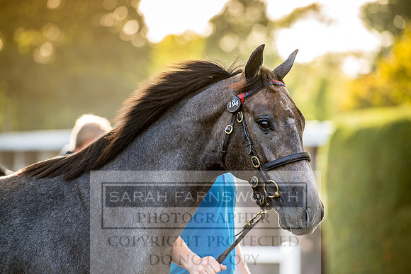 Goffs Orby 2017-377
