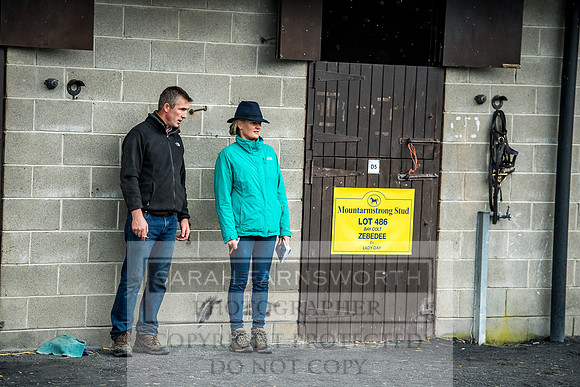 Goffs Orby 2017-588
