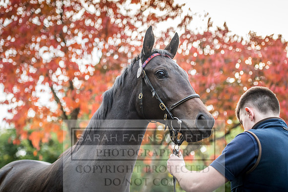 Goffs Orby 2017-27