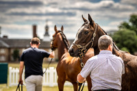 Goffs London Sale 2022-14