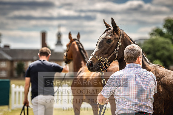 Goffs London Sale 2022-14