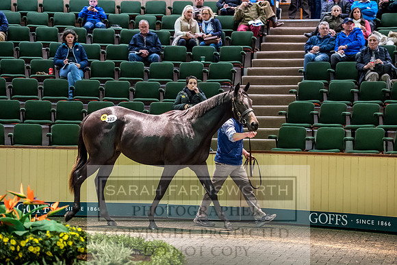 Goffs Orby 2017-661