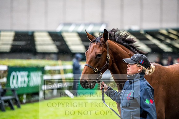 Goffs Orby 2017-703