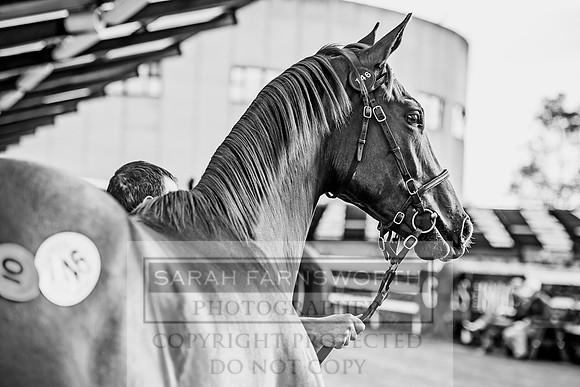 Goffs Orby 2017-295